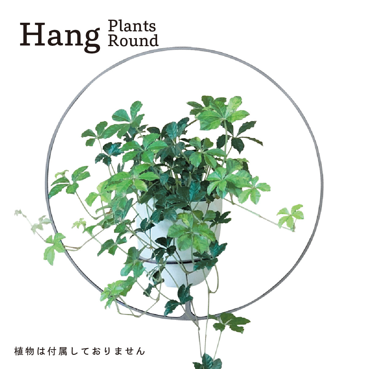 Hang Plants シリーズ Round 黒皮鉄