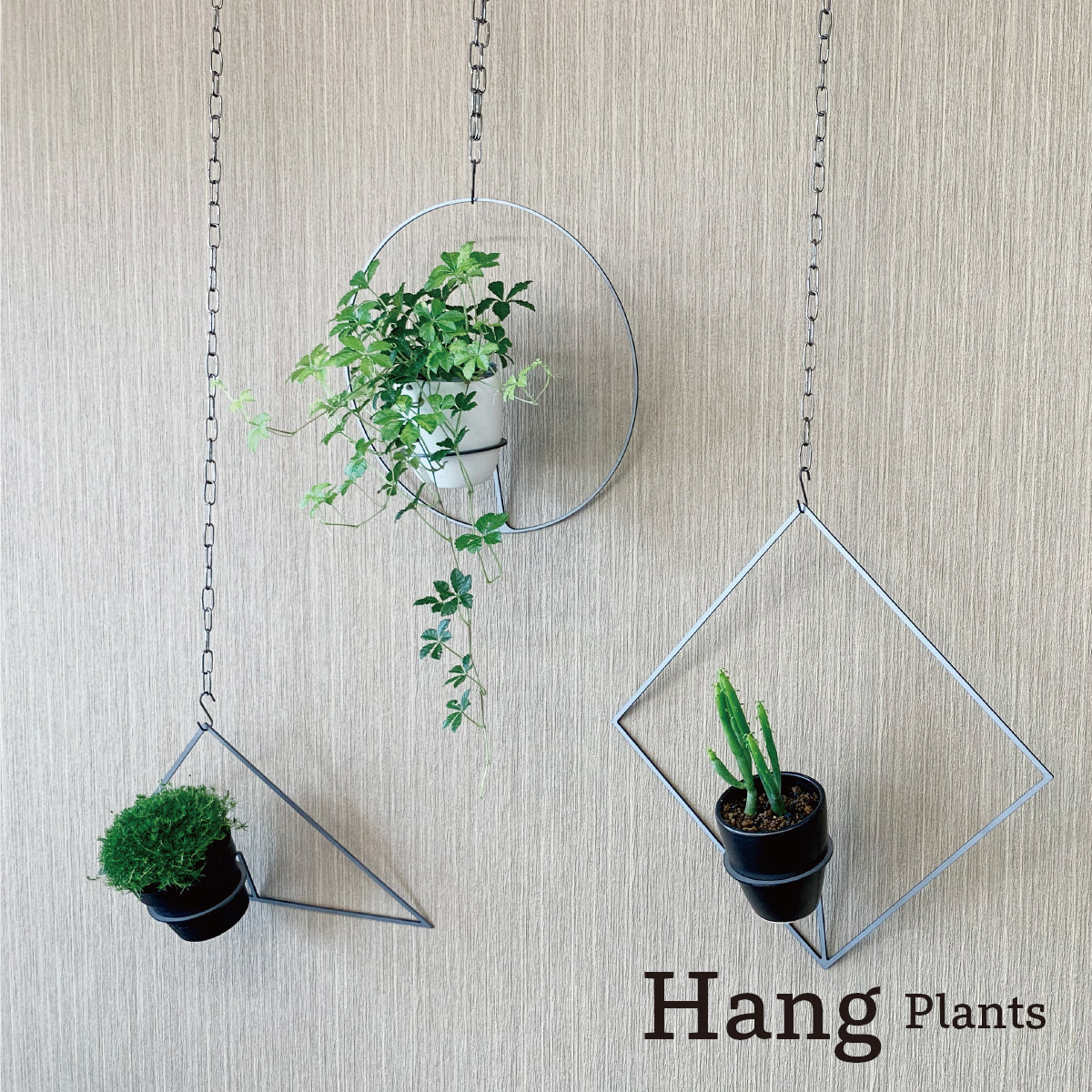 Hang Plants シリーズ Diamond 酸洗鉄